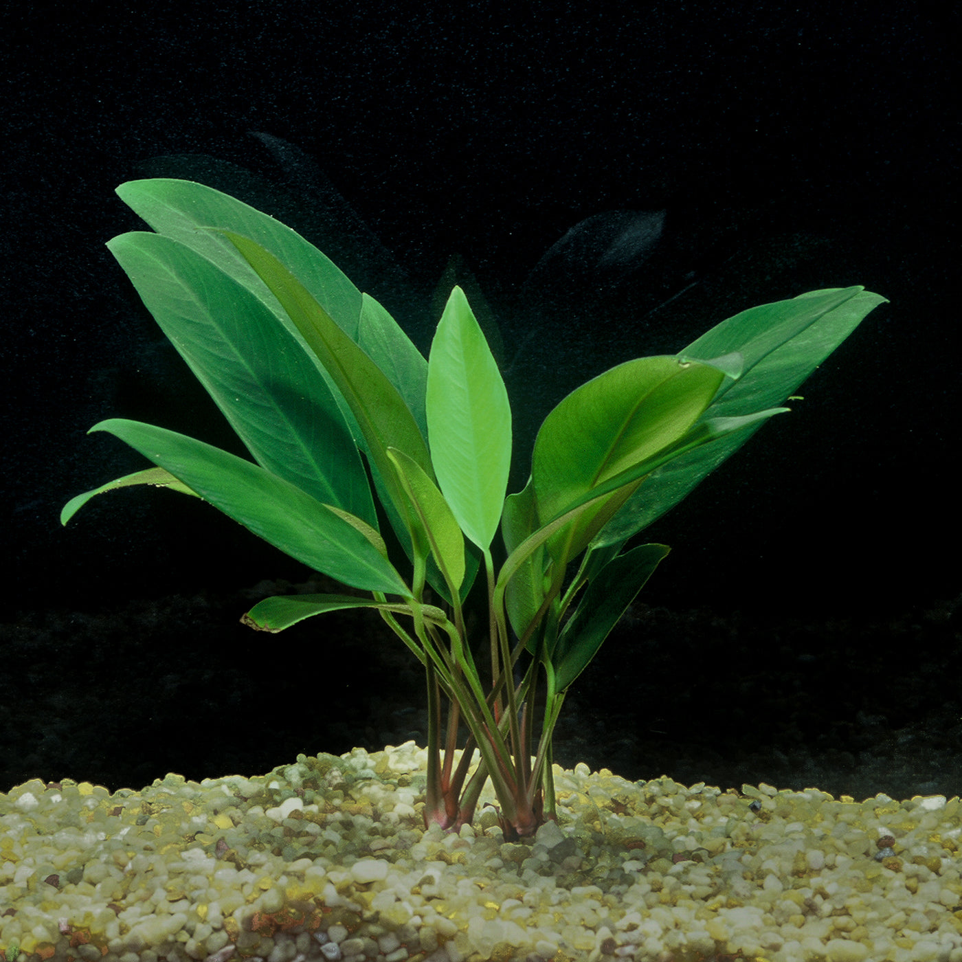 Anubias Afzelii