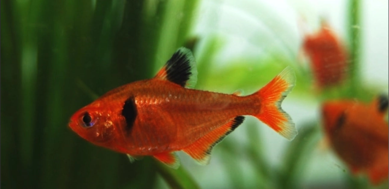 Red Minor Tetra