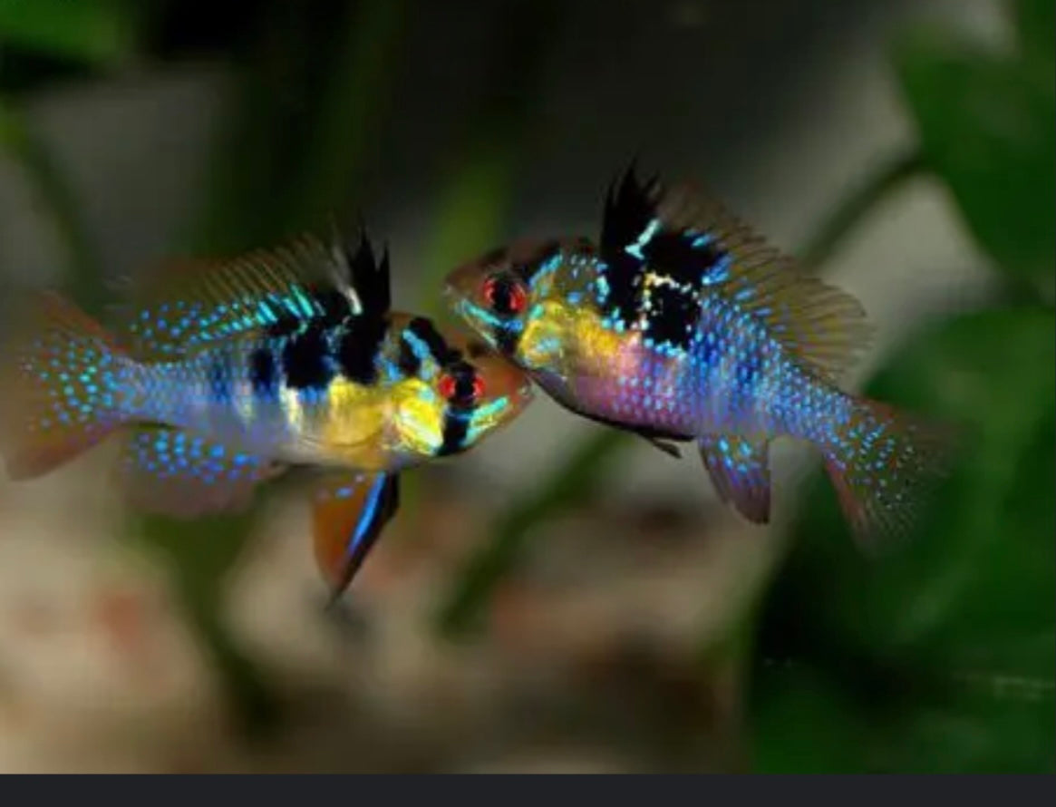 German Blue Ram (Dwarf Cichlid)