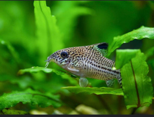 Corydoras Rabauti