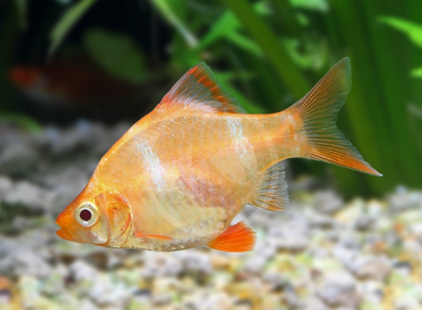 Albino Tiger Barb