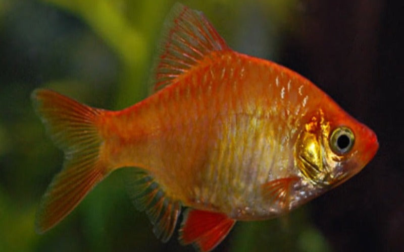 Albino Tiger Barb