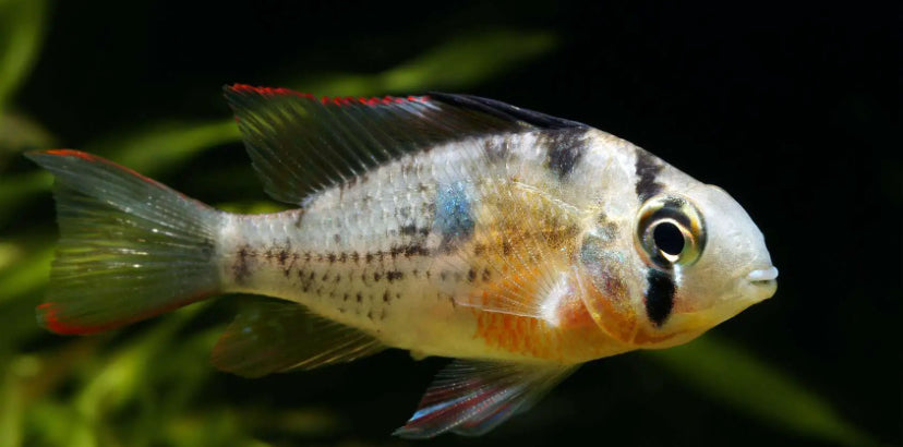 Bolivian Ram Cichlid