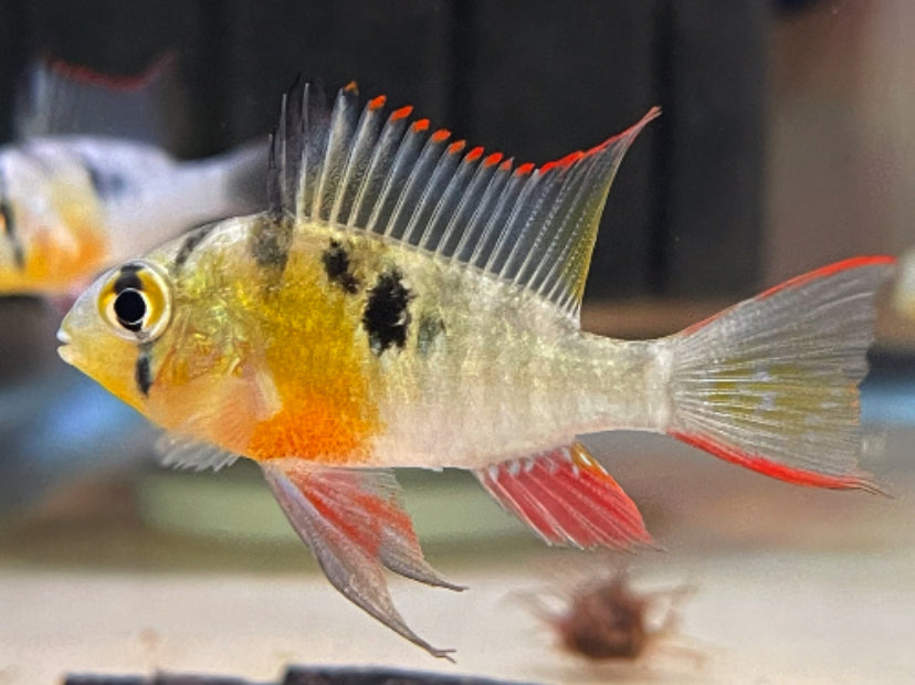 Bolivian Ram Cichlid