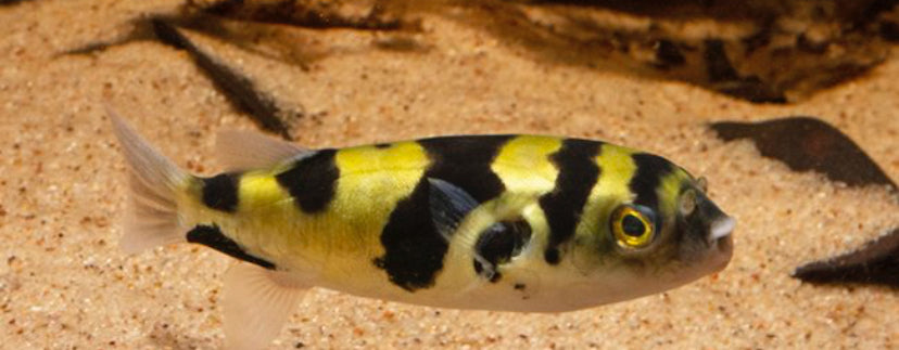 South American puffer