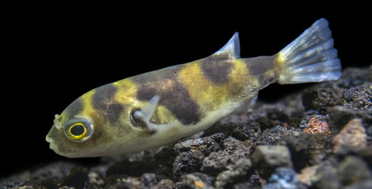 South American puffer