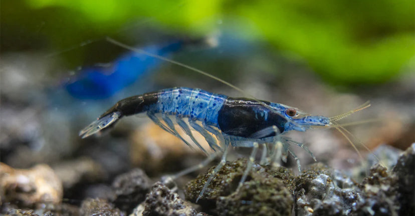 Blue rili shrimp