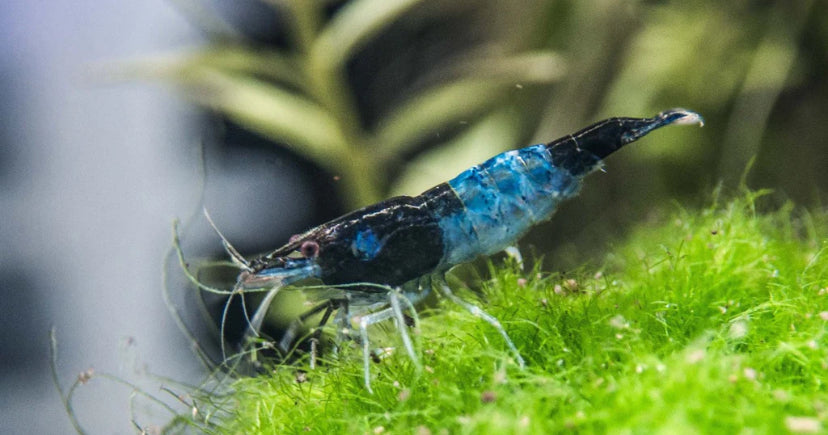 Blue rili shrimp