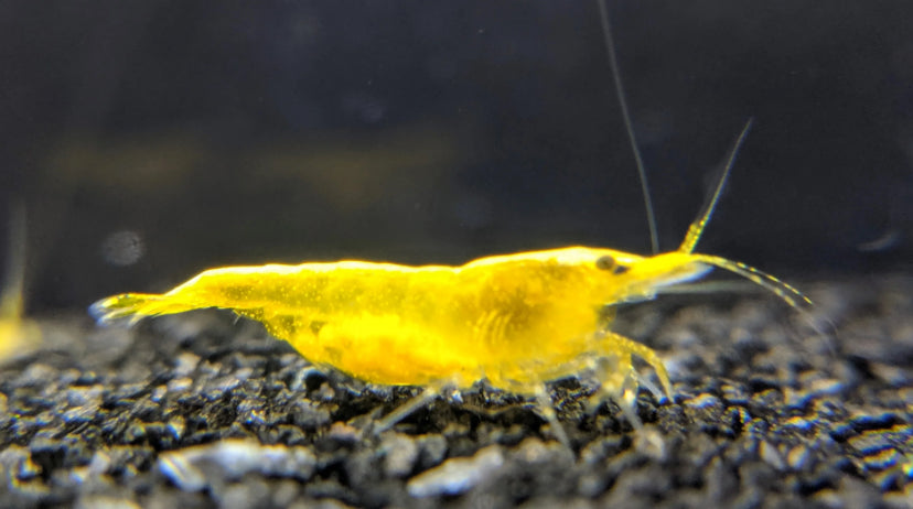 Gold back yellow fire shrimp