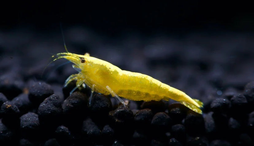 Gold back yellow fire shrimp