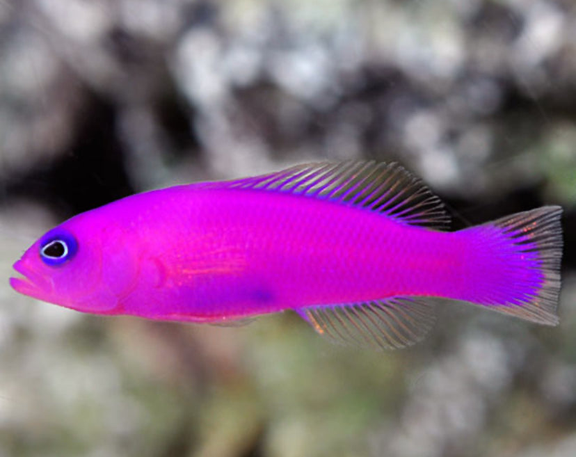 Purple pseudochromis