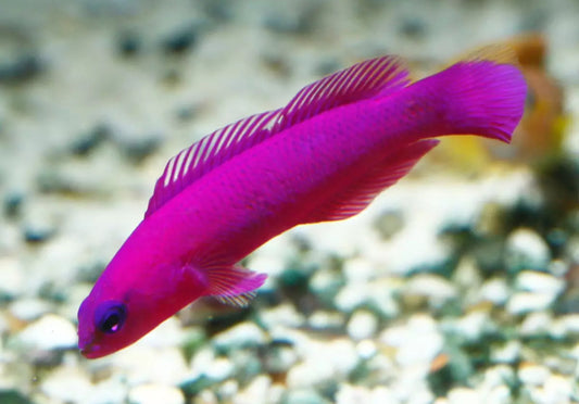 Purple pseudochromis