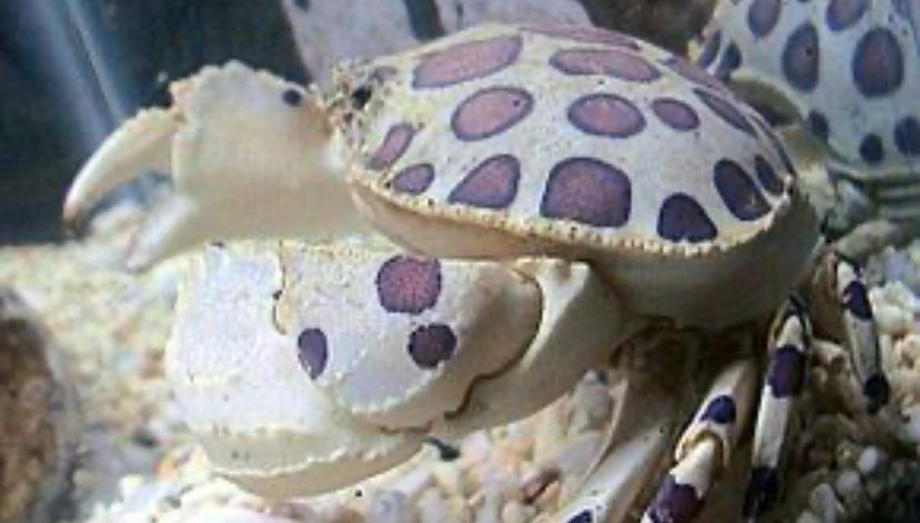 Calico shameface crab