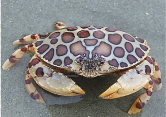 Calico shameface crab