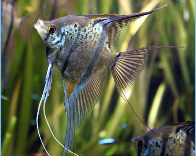 Assorted Angel Fish