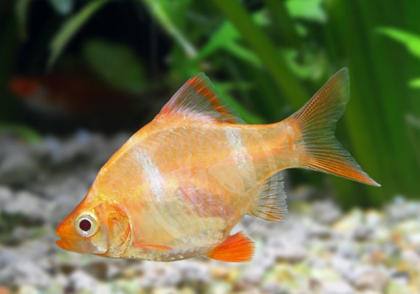 Albino Tiger Barb