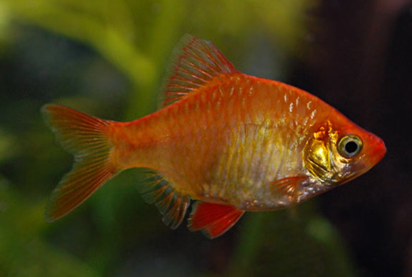 Albino Tiger Barb