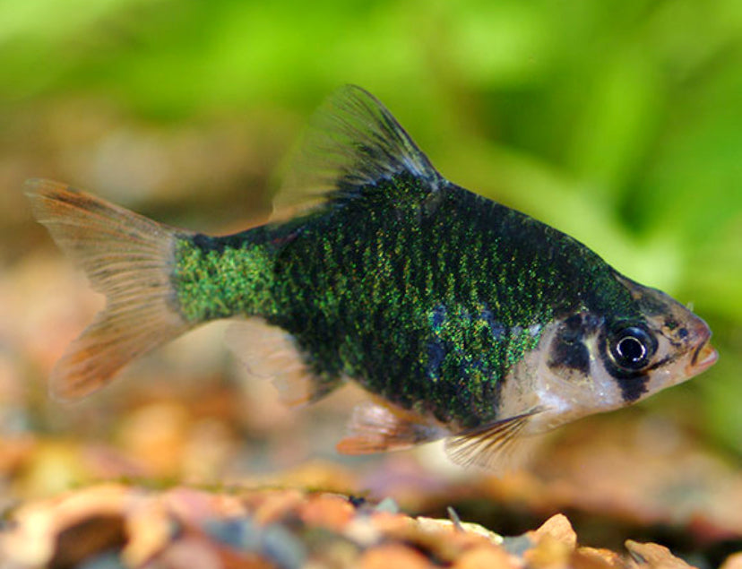 Green Tiger barb