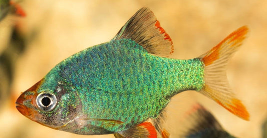 Green Tiger barb