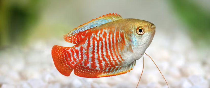 Gourami dwarf blood(male)