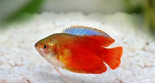 Gourami dwarf blood(male)