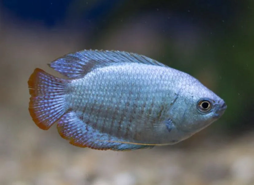 Gourami dwarf powder blue fish(male)