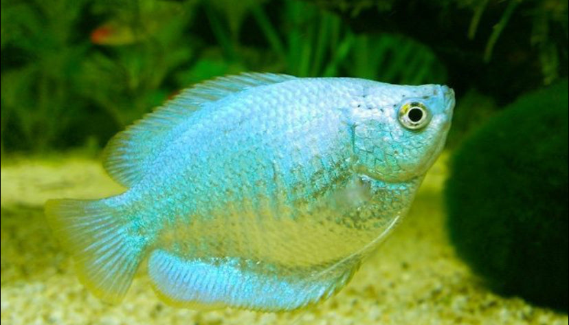 Gourami dwarf powder blue fish(male)