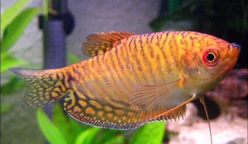 Gold Gourami