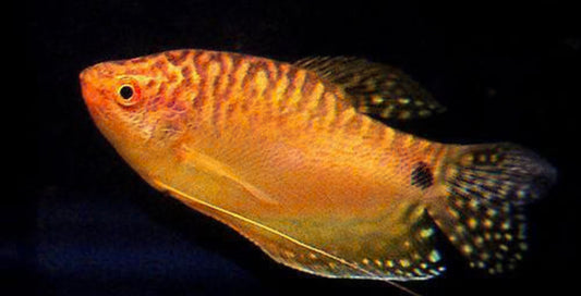 Gold Gourami