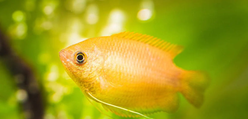 Honey Gourami