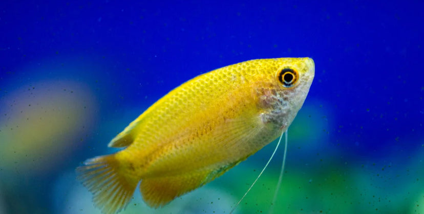 Honey Gourami