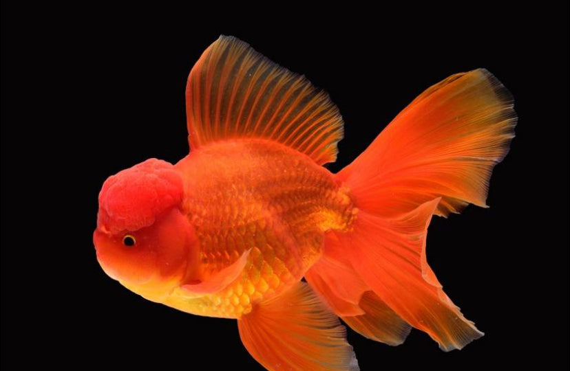 Oranda Goldfish