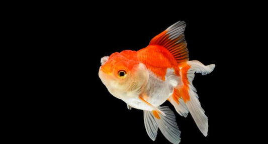 Oranda Goldfish