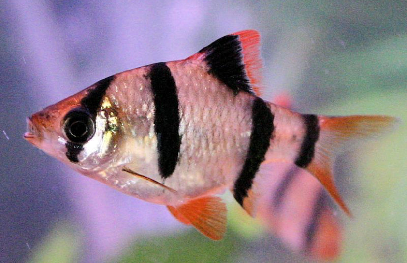 Tiger barb