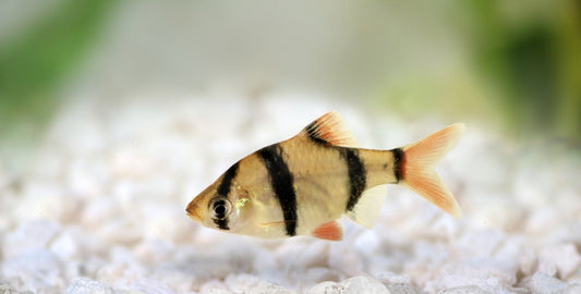 Tiger barb