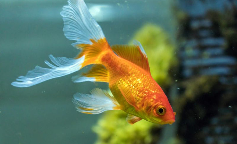 Comet Goldfish