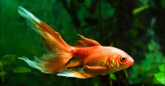 Comet Goldfish