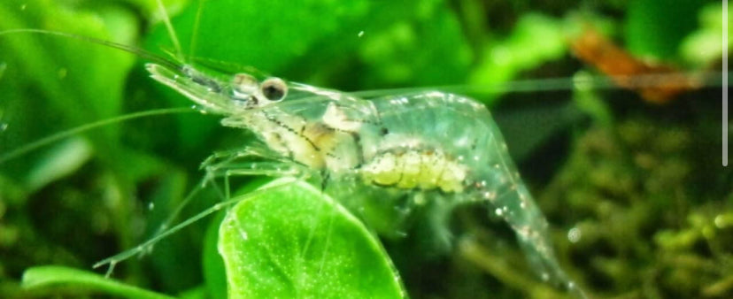 Ghost Shrimp