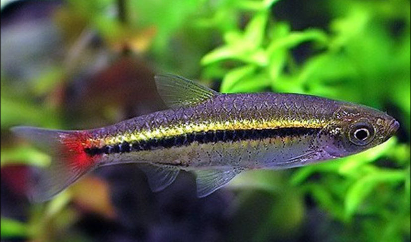 Brilliant Rasbora