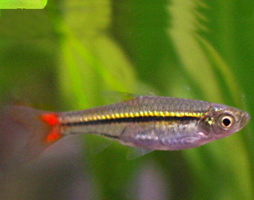 Brilliant Rasbora