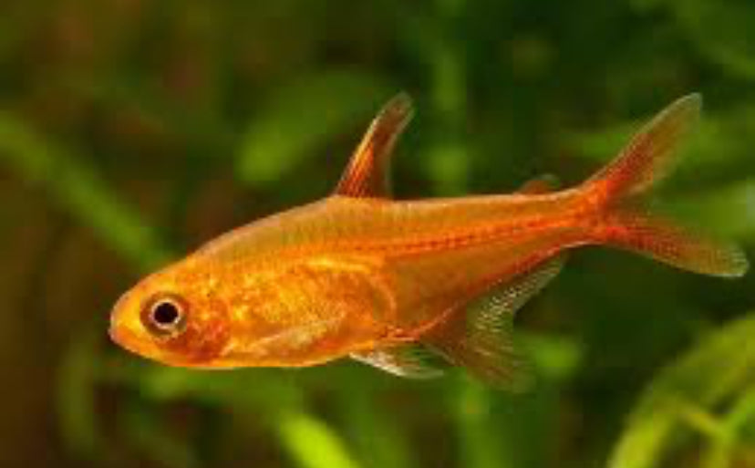 Ember Tetra