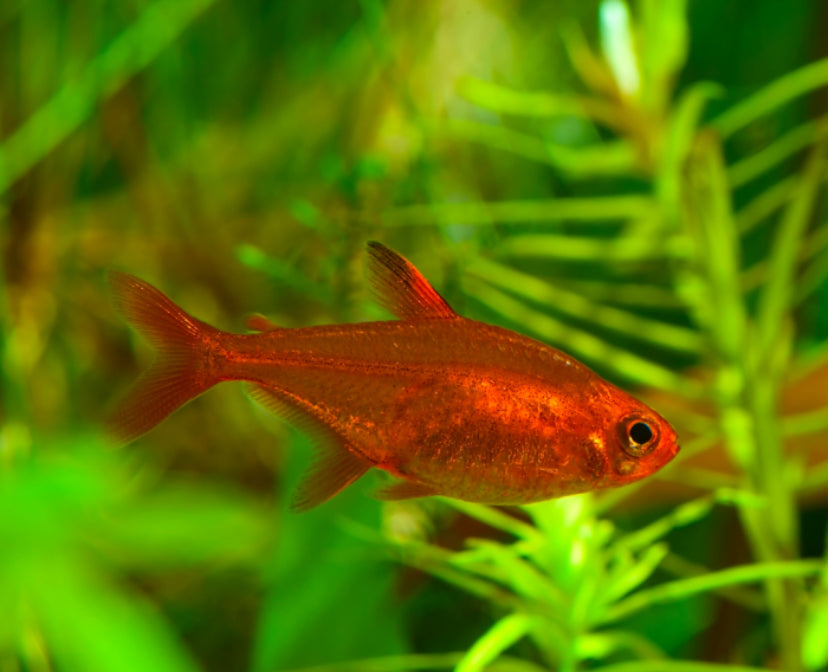 Ember Tetra