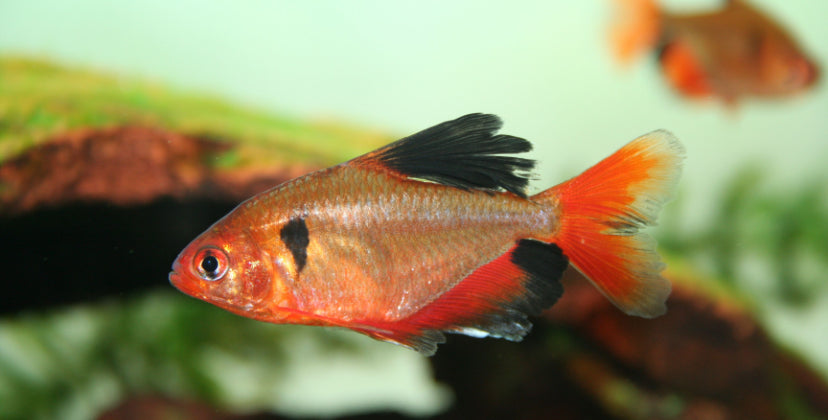 Red Minor Tetra