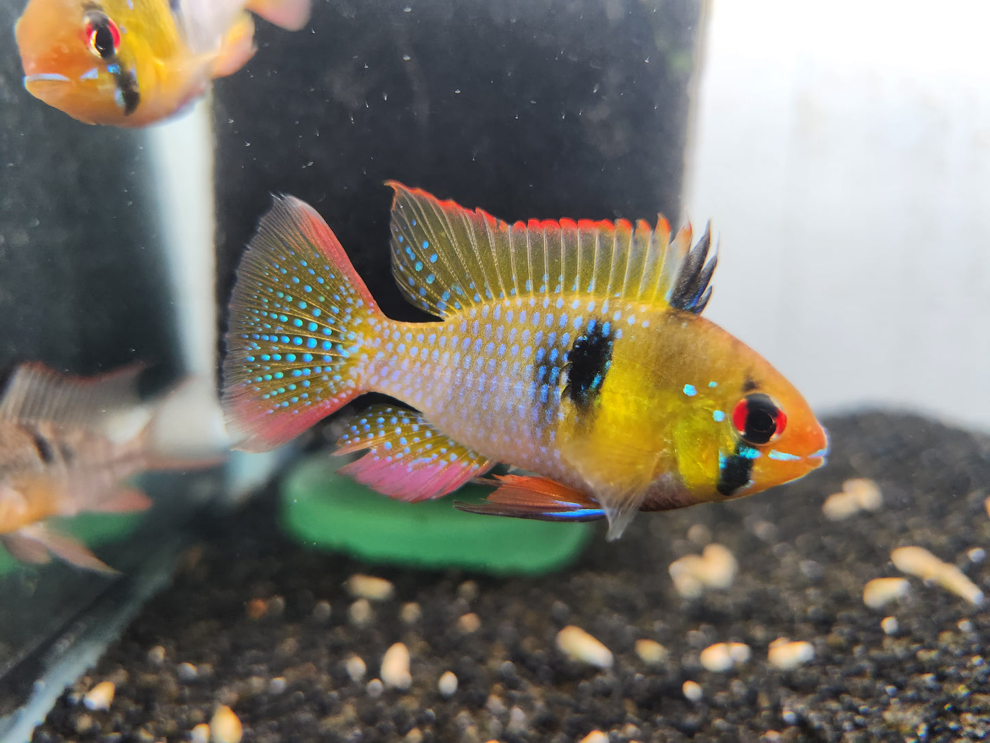 German Blue Ram